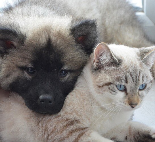 dog-cat1.jpg
