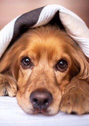 dog2.jpg